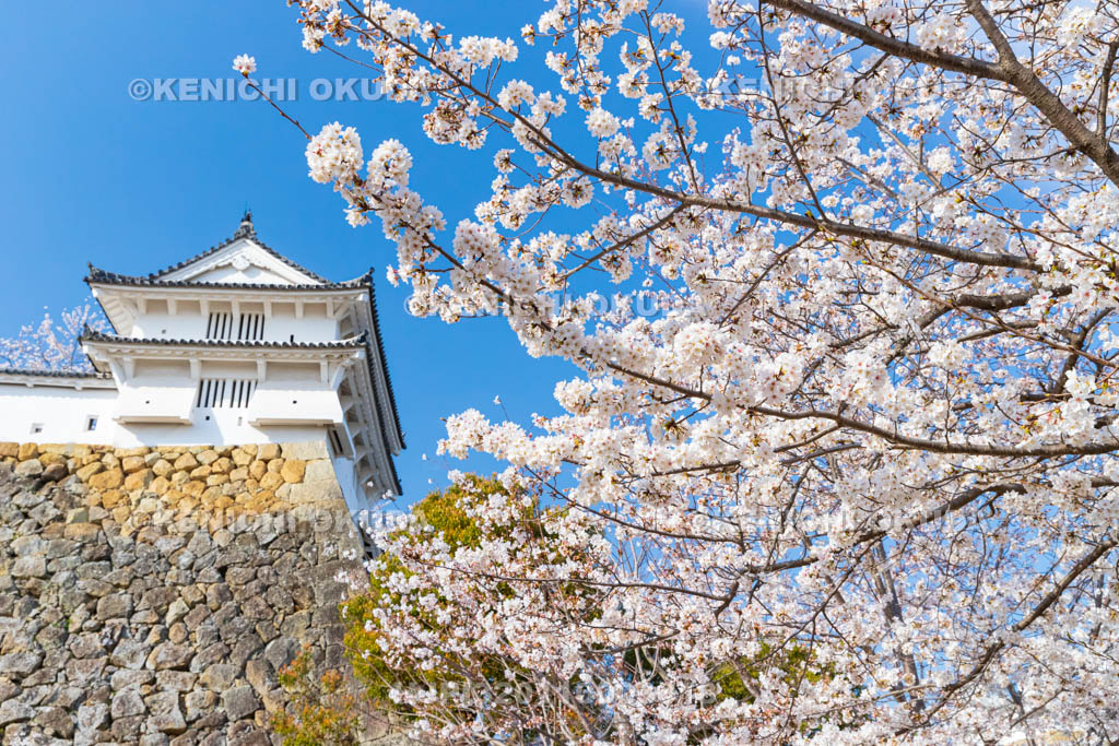 兵庫県　姫路城　桜とカの櫓