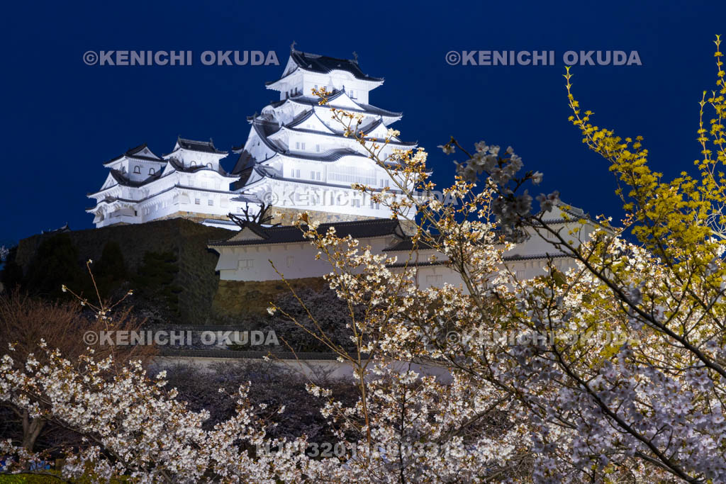 兵庫県　夜の桜と姫路城