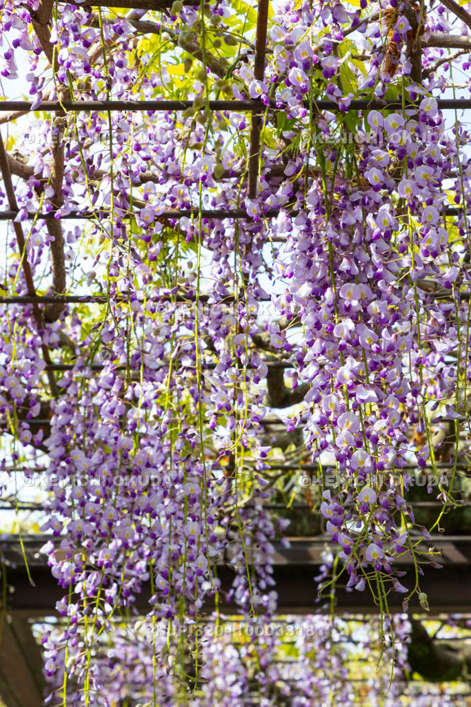 京都府　京セラ美術館（京都市美術館）　藤棚