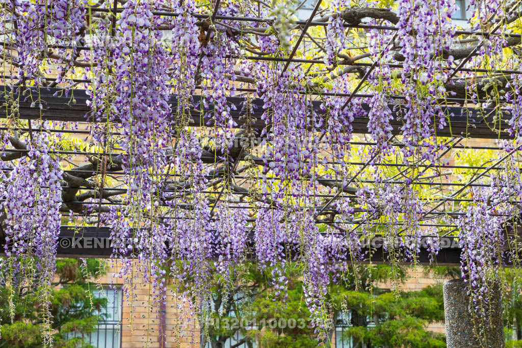 京都府　京セラ美術館（京都市美術館）　藤棚