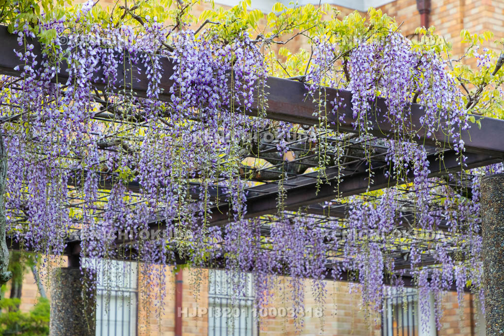 京都府　京セラ美術館（京都市美術館）　藤棚