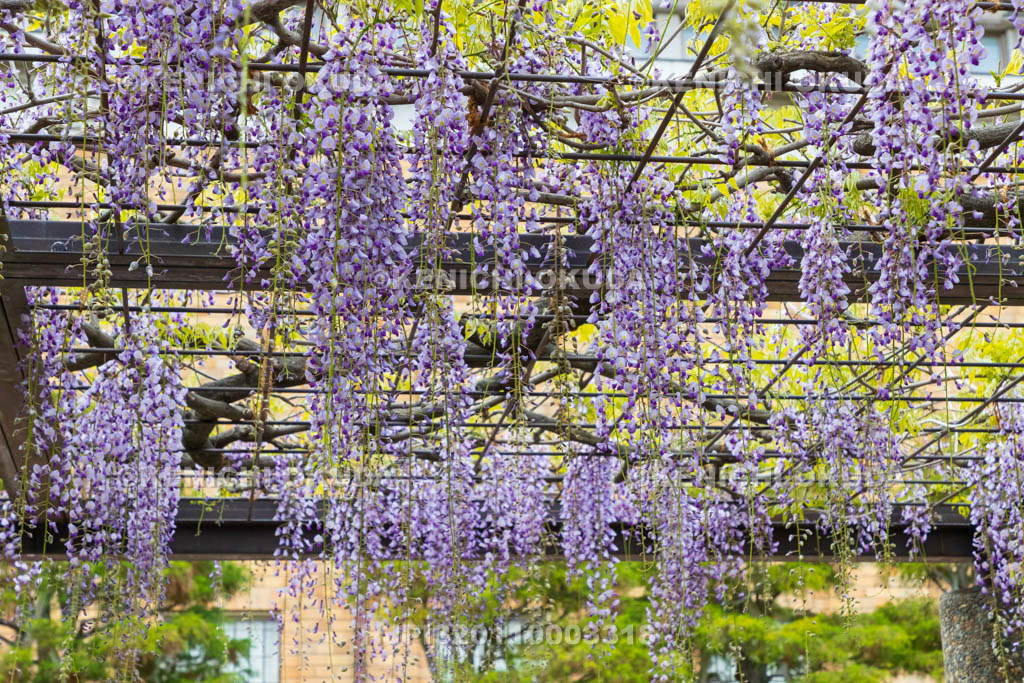 京都府　京セラ美術館（京都市美術館）　藤棚