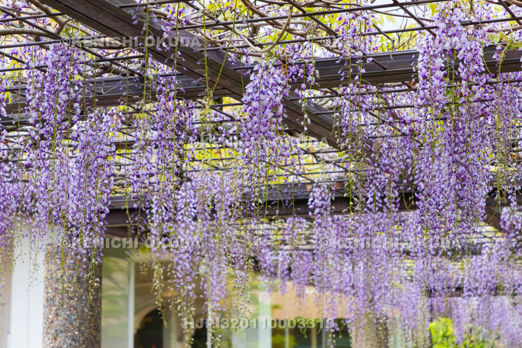 京都府　京セラ美術館（京都市美術館）　藤棚