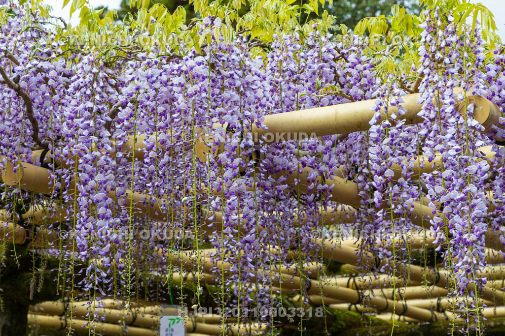 奈良県　春日大社　砂ずりの藤