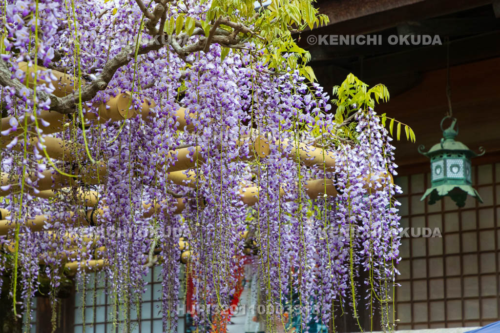 奈良県　春日大社　砂ずりの藤