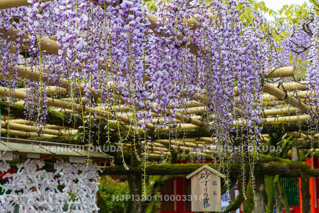 奈良県　春日大社　砂ずりの藤