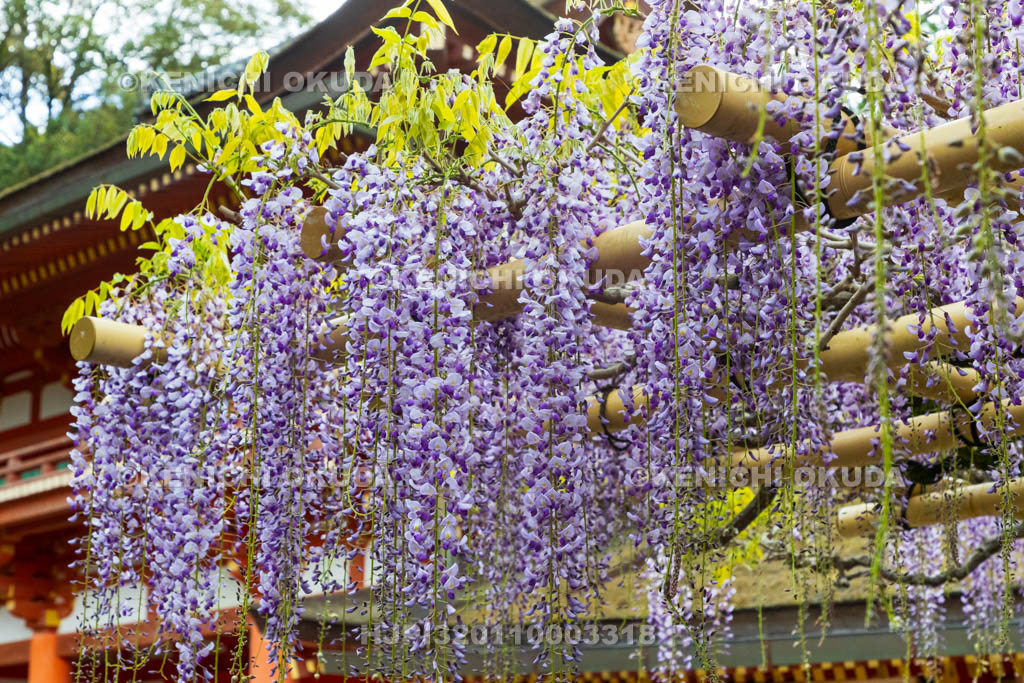 奈良県　春日大社　砂ずりの藤