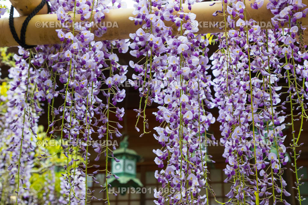 奈良県　春日大社　砂ずりの藤