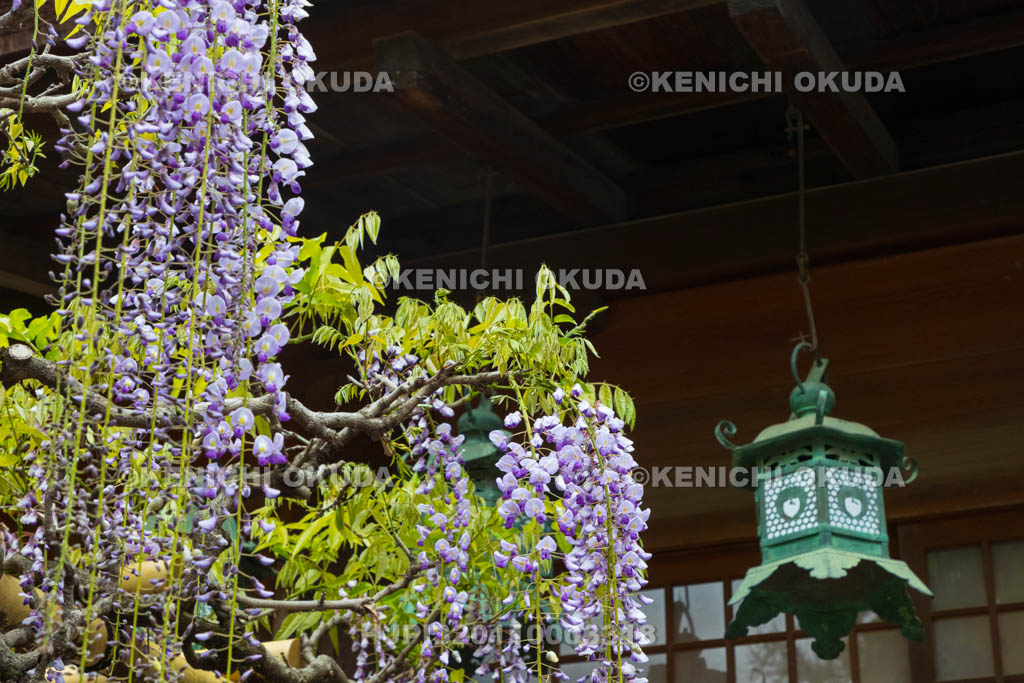 奈良県　春日大社　砂ずりの藤