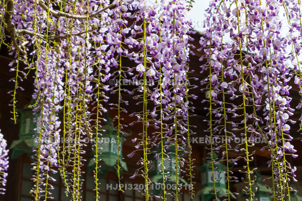 奈良県　春日大社　砂ずりの藤