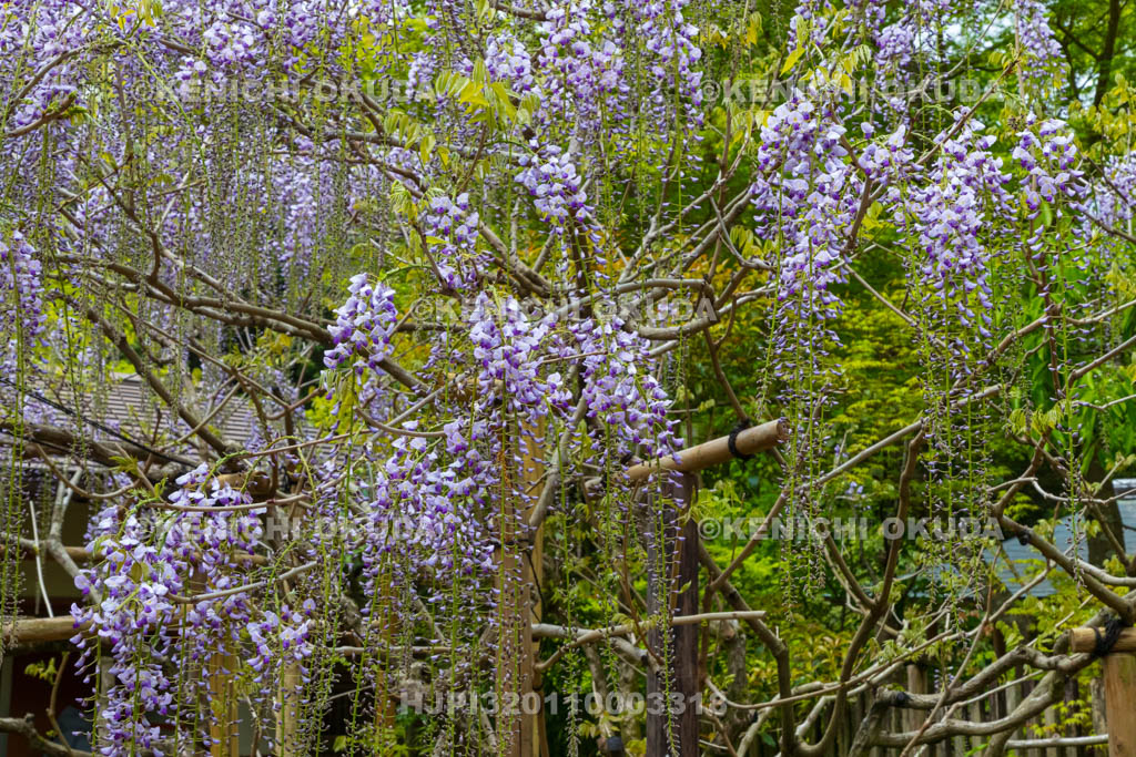奈良県　春日大社　萬葉植物園（神苑）　藤の園　九尺藤