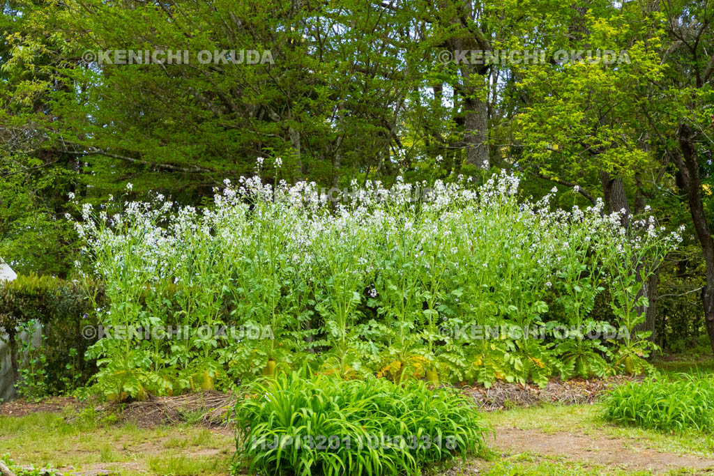 奈良県　春日大社　萬葉植物園（神苑）　ダイコンの花
