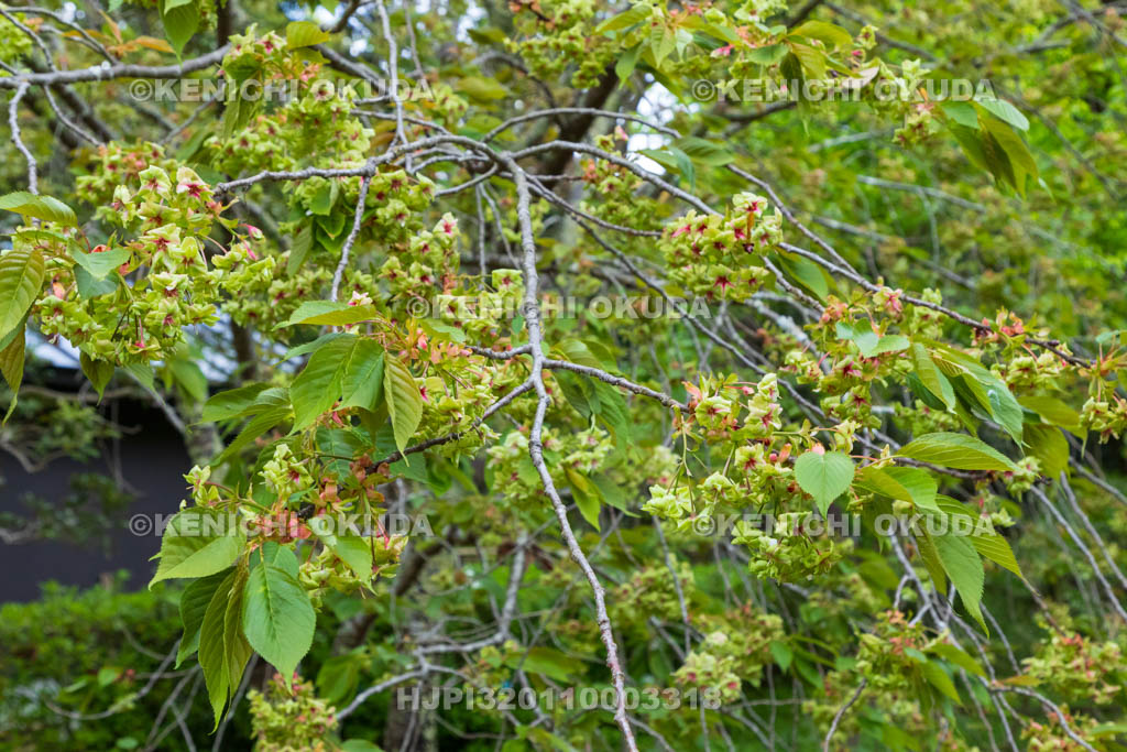 奈良県　春日大社　萬葉植物園（神苑）　御衣黄（ギョイコウ）