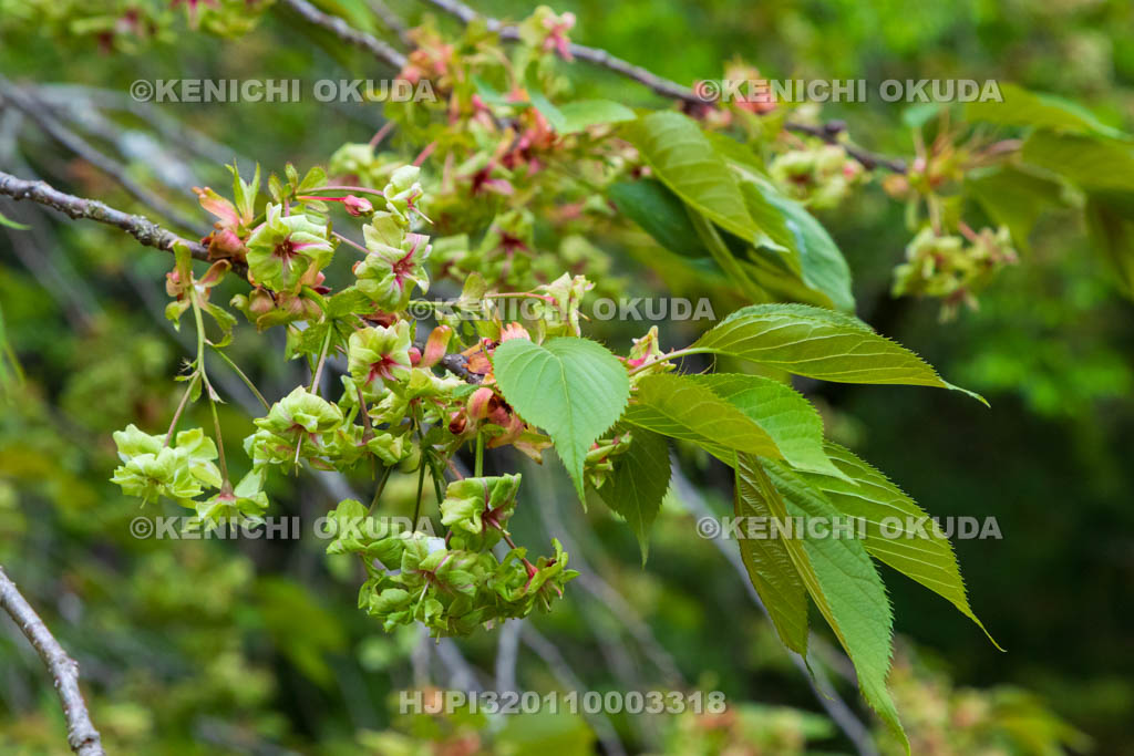 奈良県　春日大社　萬葉植物園（神苑）　御衣黄（ギョイコウ）