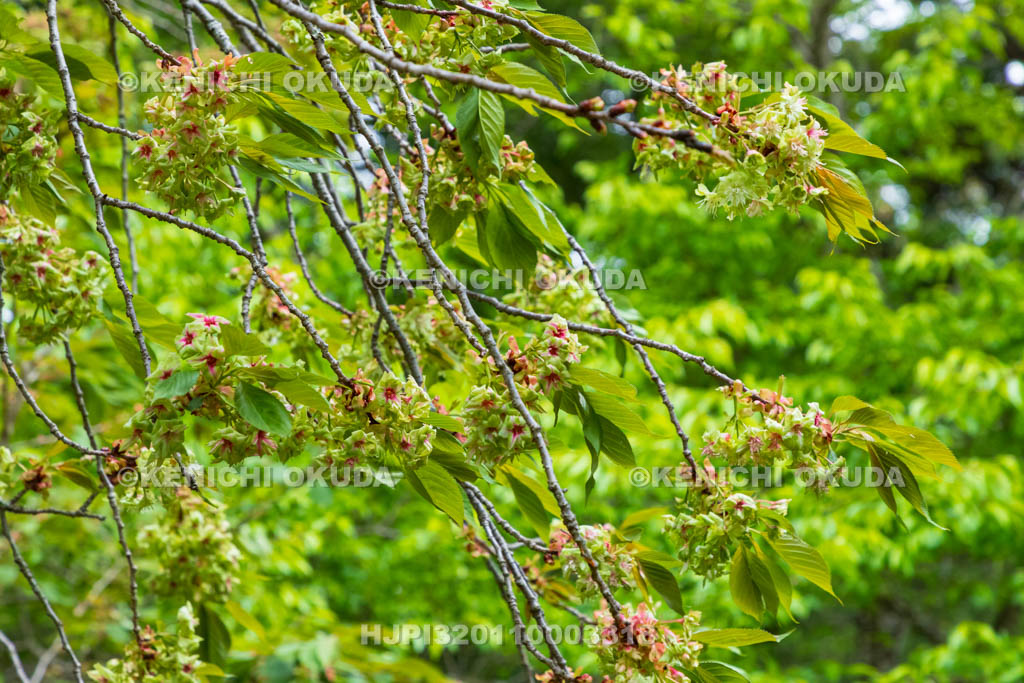 奈良県　春日大社　萬葉植物園（神苑）　御衣黄（ギョイコウ）