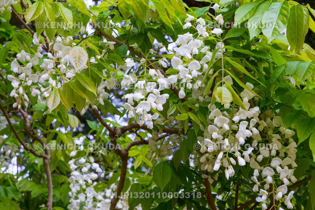 奈良県　春日大社　萬葉植物園（神苑）　藤の園　白甲比丹藤（しろかぴたんふじ）