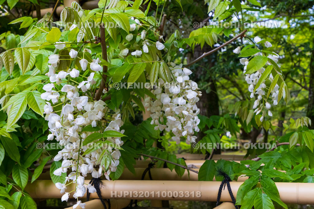 奈良県　春日大社　萬葉植物園（神苑）　藤の園　白甲比丹藤（しろかぴたんふじ）