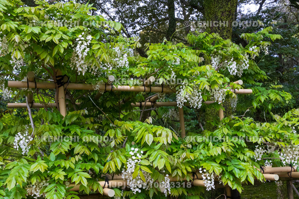 奈良県　春日大社　萬葉植物園（神苑）　藤の園　白甲比丹藤（しろかぴたんふじ）
