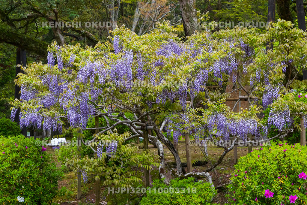 奈良県　春日大社　萬葉植物園（神苑）　藤の園　藤
