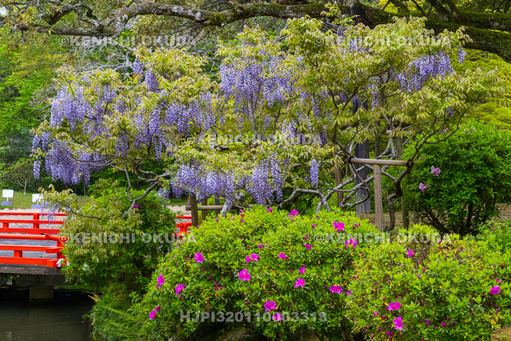 奈良県　春日大社　萬葉植物園（神苑）　藤の園　藤
