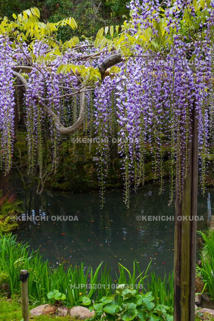 奈良県　春日大社　萬葉植物園（神苑）　藤の園　黒龍藤