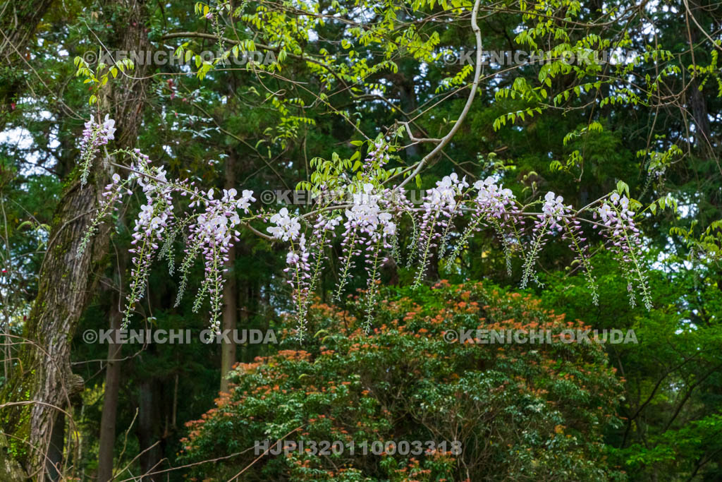 奈良県　春日大社　萬葉植物園（神苑）　藤の園　藤