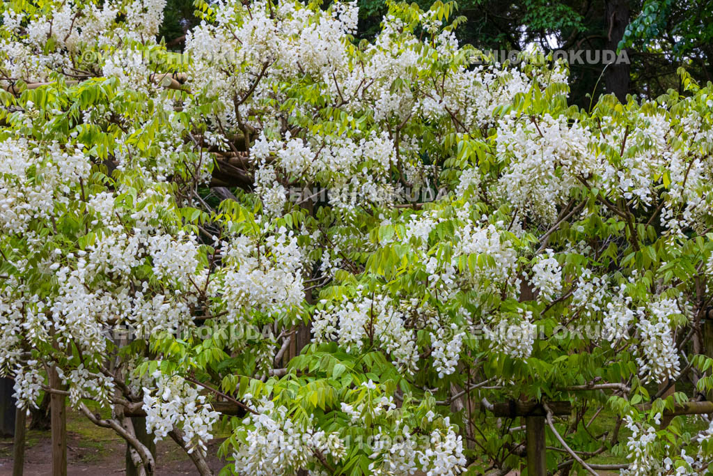 奈良県　春日大社　萬葉植物園（神苑）　藤の園　白甲比丹藤（しろかぴたんふじ）