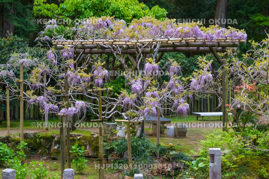 奈良県　春日大社　萬葉植物園（神苑）　藤の園　藤