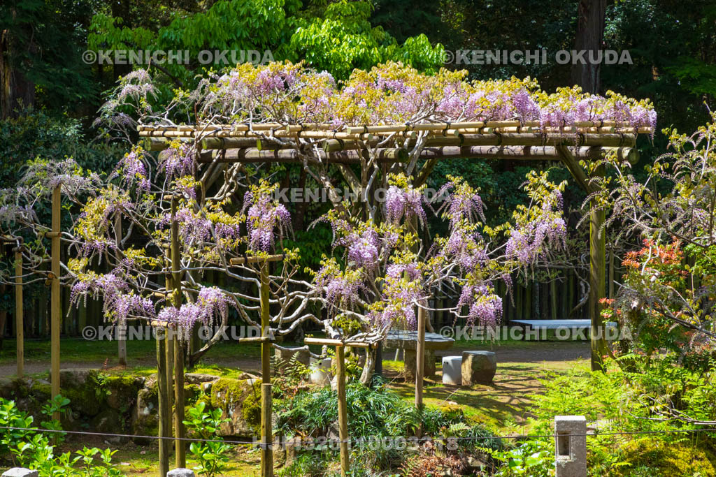 奈良県　春日大社　萬葉植物園（神苑）　藤の園　藤