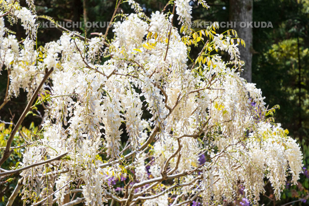 奈良県　春日大社　萬葉植物園（神苑）　藤の園　麝香藤（じゃこうふじ）