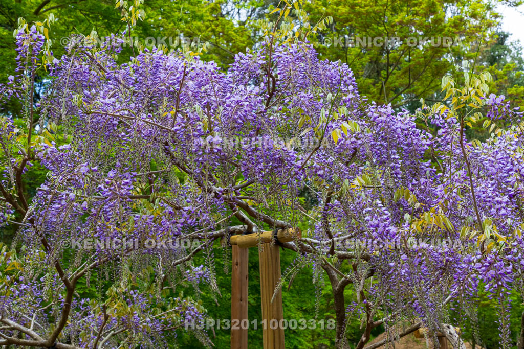 奈良県　春日大社　萬葉植物園（神苑）　藤の園　黒龍藤