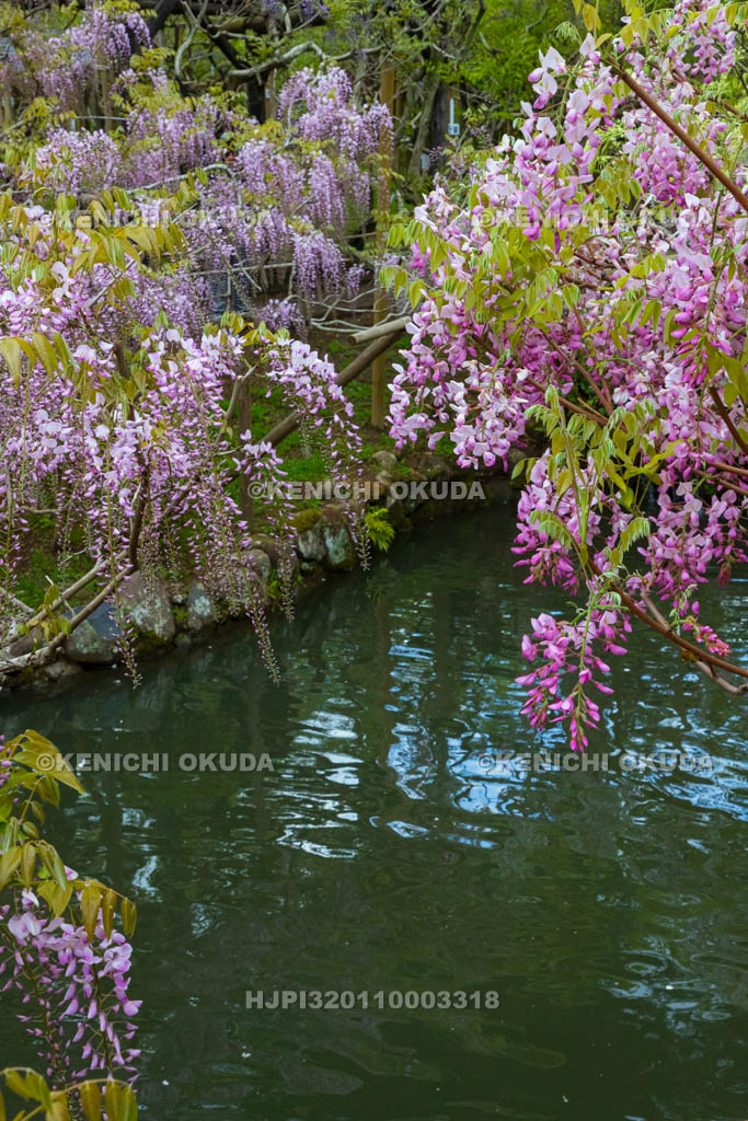 奈良県　春日大社　萬葉植物園（神苑）　藤の園　藤