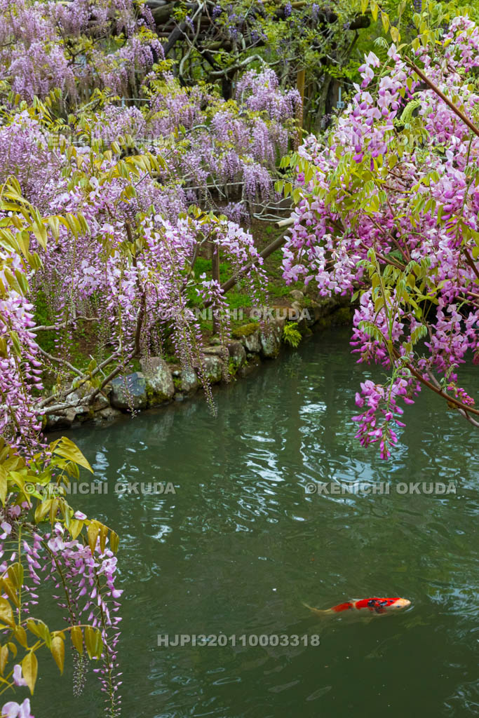 奈良県　春日大社　萬葉植物園（神苑）　藤の園　藤