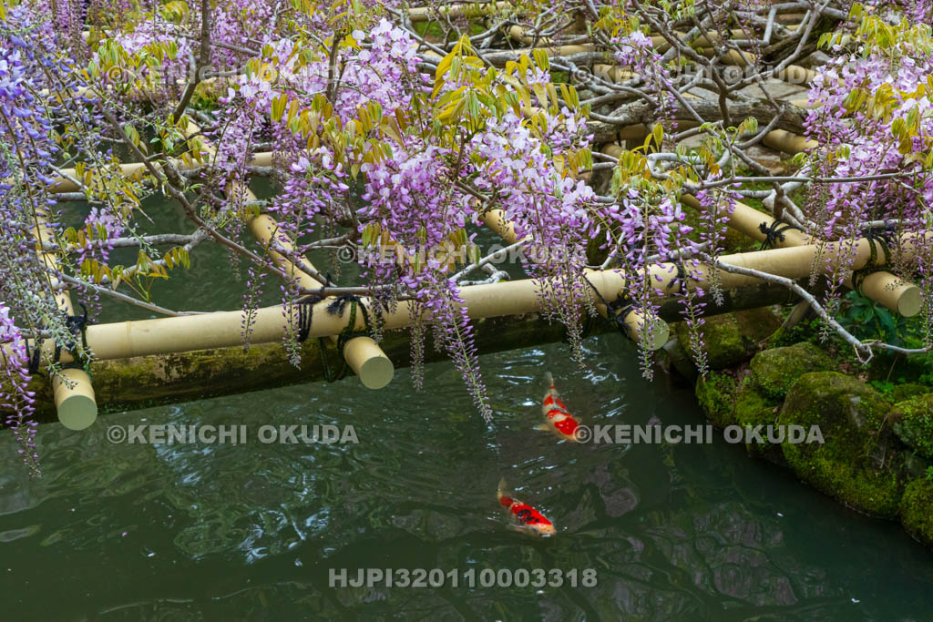 奈良県　春日大社　萬葉植物園（神苑）　藤の園　藤