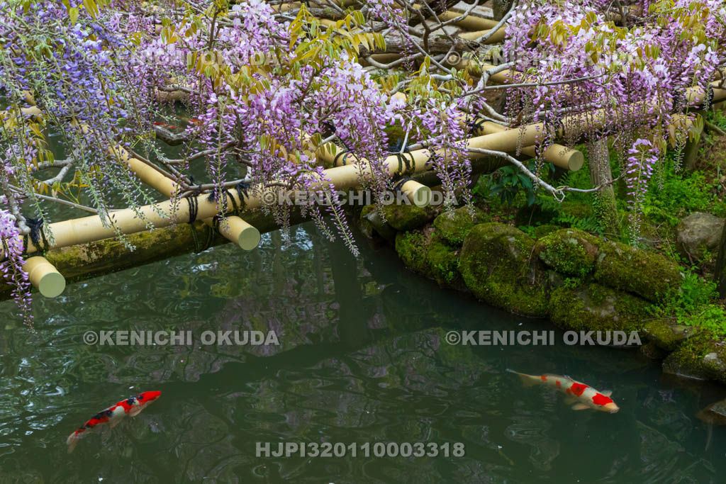 奈良県　春日大社　萬葉植物園（神苑）　藤の園　藤