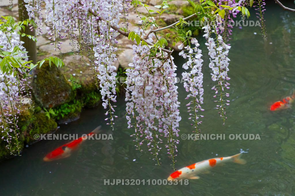 奈良県　春日大社　萬葉植物園（神苑）　藤の園　藤