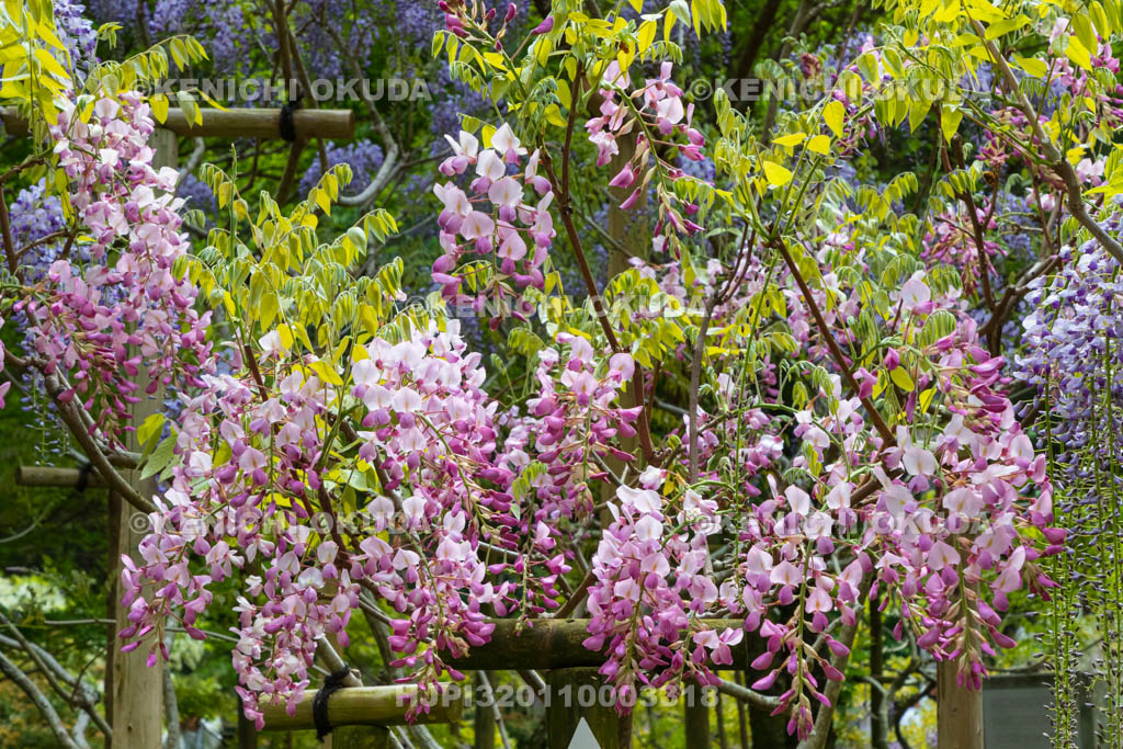 奈良県　春日大社　萬葉植物園（神苑）　藤の園　昭和紅藤