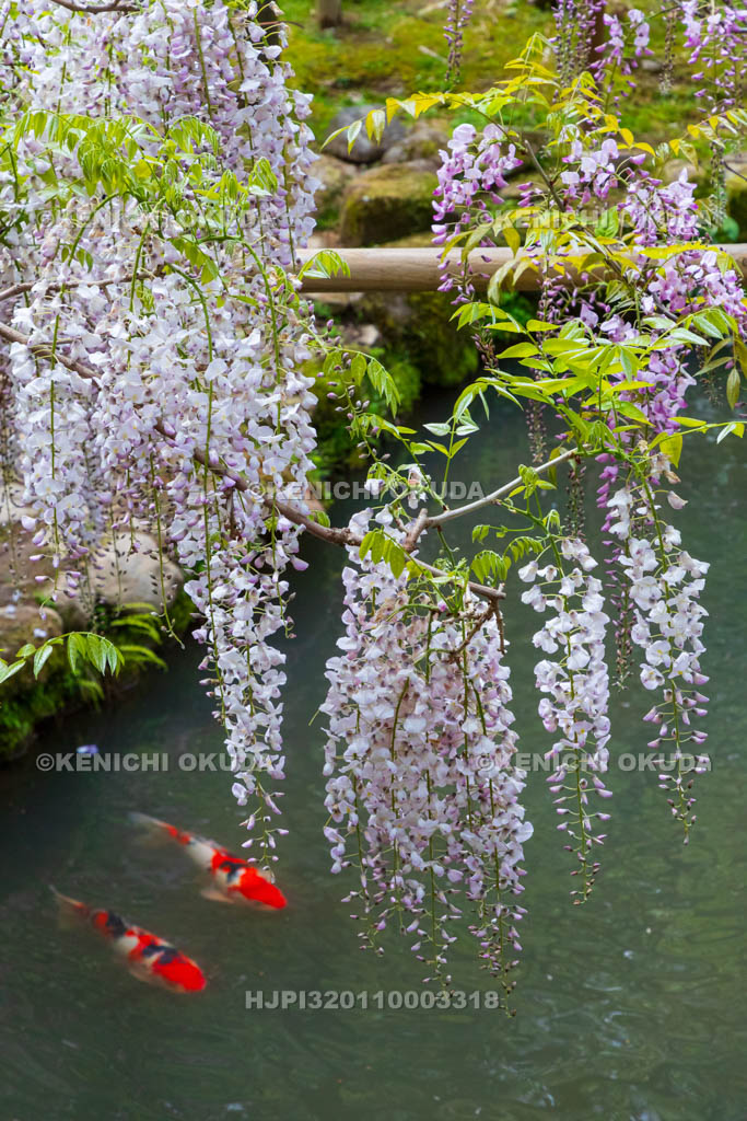 奈良県　春日大社　萬葉植物園（神苑）　藤の園　藤