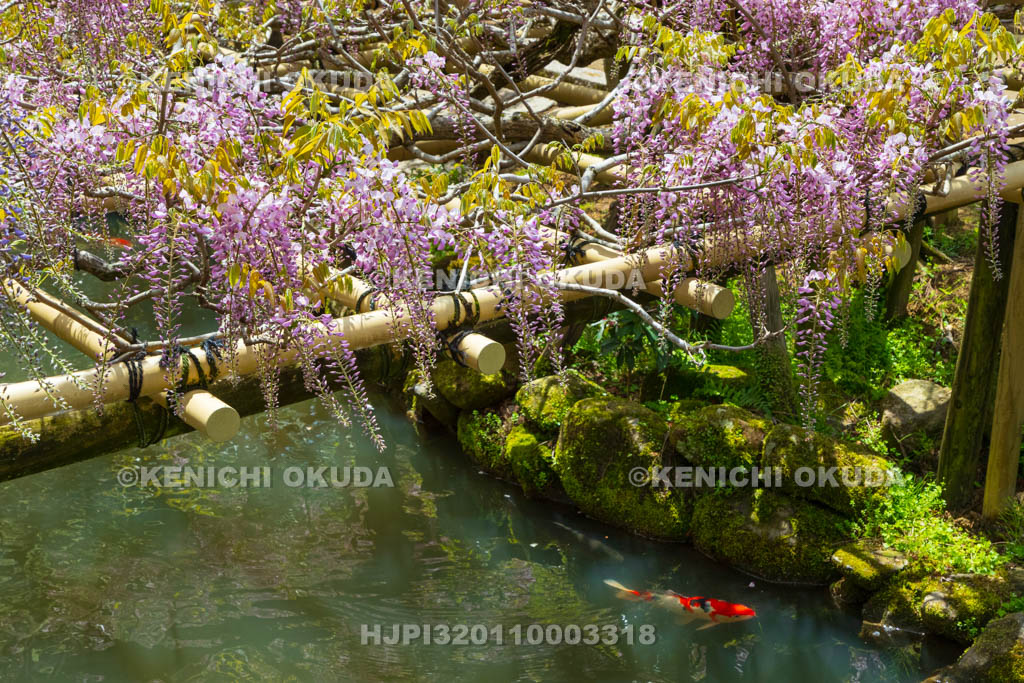 奈良県　春日大社　萬葉植物園（神苑）　藤の園　藤