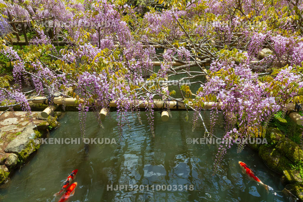 奈良県　春日大社　萬葉植物園（神苑）　藤の園　藤