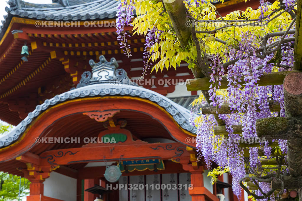 奈良県　興福寺　藤と南円堂