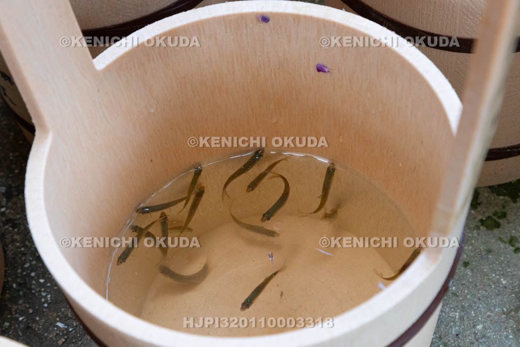 奈良県　興福寺　放生会　放される魚（モツゴ）