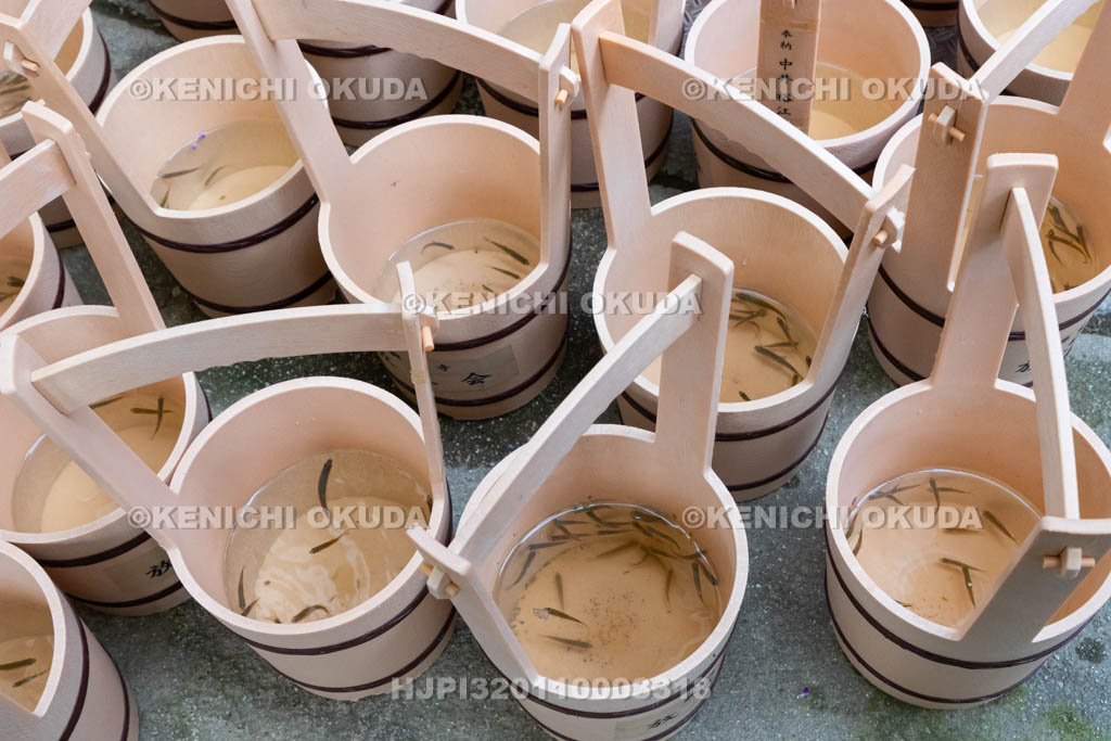 奈良県　興福寺　放生会　放される魚（モツゴ）