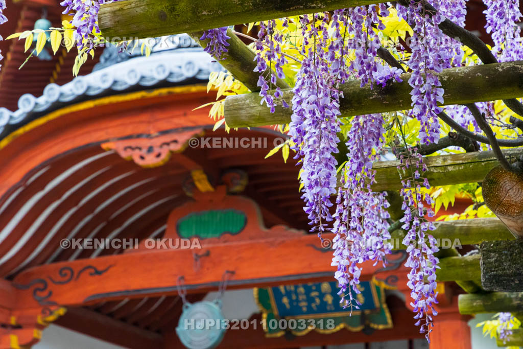 奈良県　興福寺　藤と南円堂