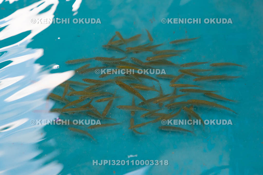 奈良県　興福寺　放生会　放される魚（モツゴ）