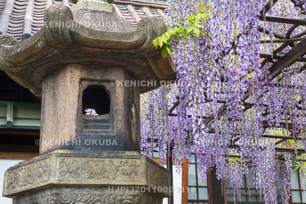 京都府　六孫王神社　藤棚　唐門付近