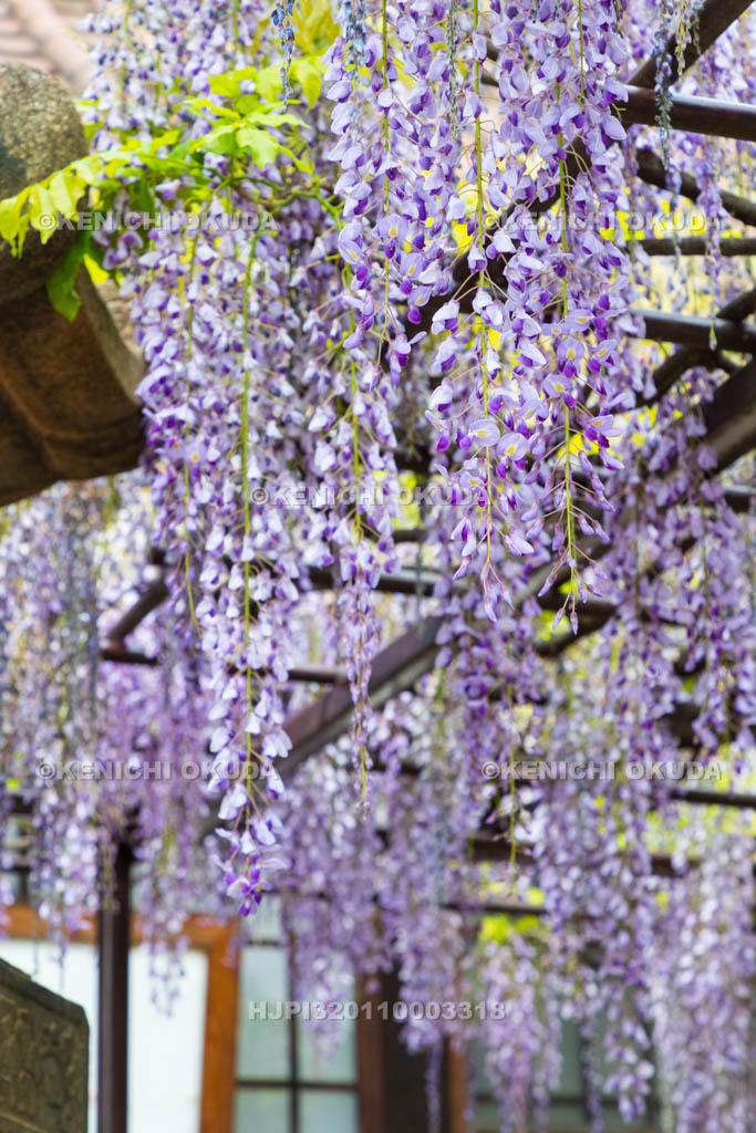 京都府　六孫王神社　藤棚　唐門付近