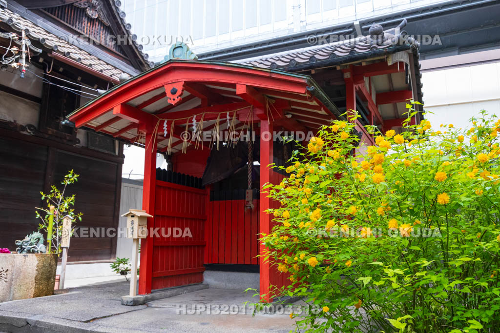 京都府　六孫王神社　ヤマブキ咲く睦称稲荷神社