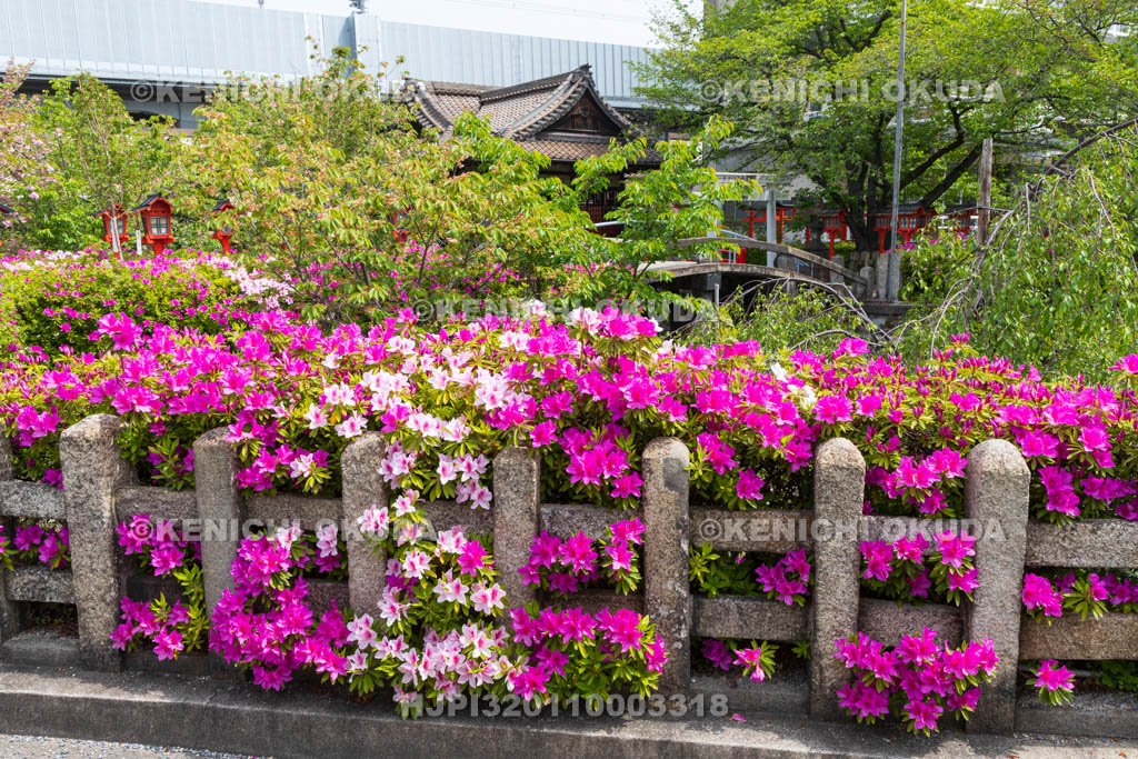 京都府　ツツジ咲く六孫王神社　神龍池付近