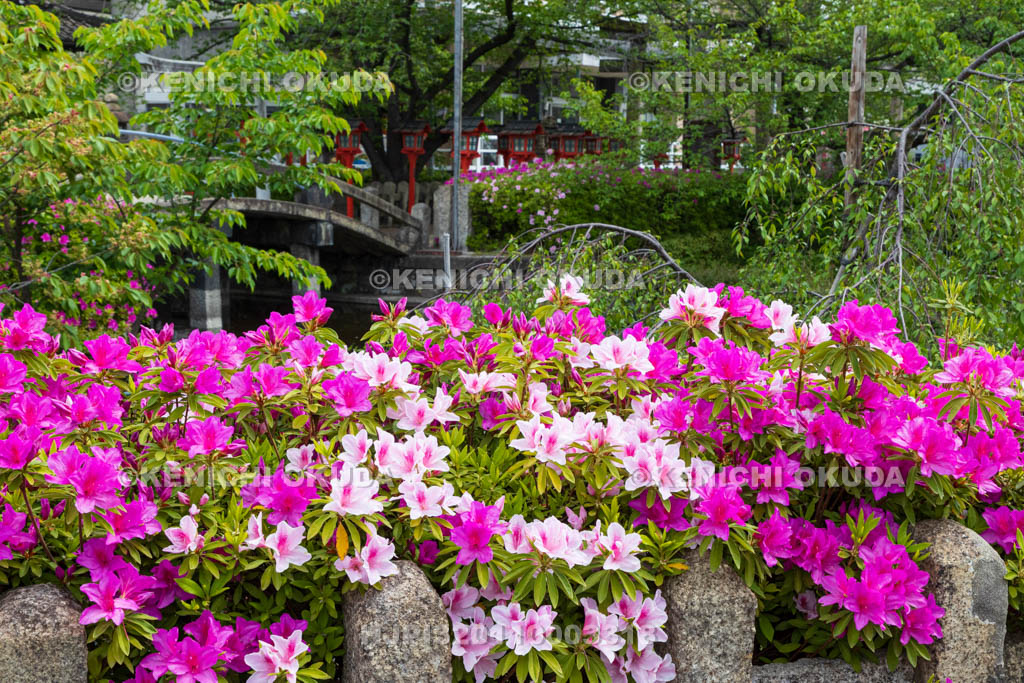 京都府　ツツジ咲く六孫王神社　神龍池付近